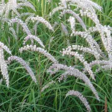 Pennisetum orientale Tall Tails - Oriental Fountain Grass