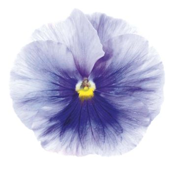 Viola x wittrockiana Inspire Silver Blue - Pansy