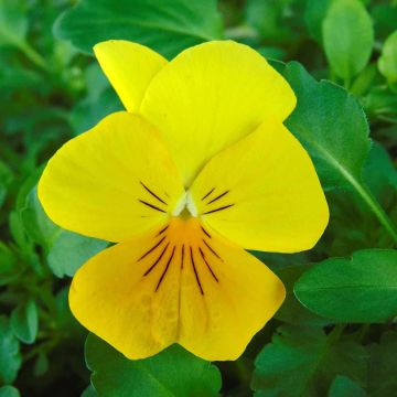 Viola x wittrockiana Cool Wave Golden Yellow - Pansy