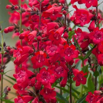 Penstemon Harlequin Red - Beardtongue