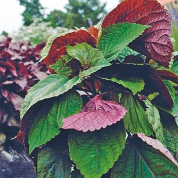 Perilla frutescens vert - Shiso