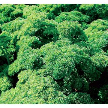 Curly Parsley Grüne Perle Organic