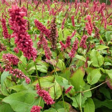 Persicaria amplexicaulis Dikke Floskes - Mountain Fleece