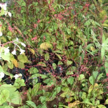 Persicaria virginiana var. filiformis - Virginia Knotweed