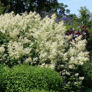 Persicaria polymorpha - Knotweed