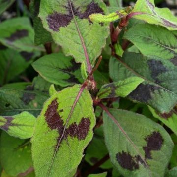 Persicaria virginiana Lance Corporal - Virginia Knotweed