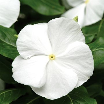 Catharanthus roseus Titan F1 White - Madagascar periwinkle