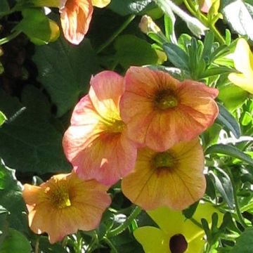 Petubrachoa Terracotta