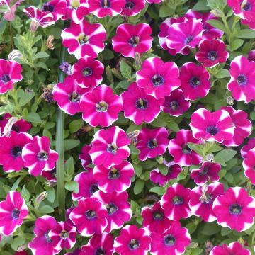 Petunia  hybrida Bicolor Cabernet - Petunia cascadias Bicolor Cabernet