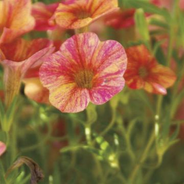 Calibrachoa hybrida Million Bells Cracking Fire - Trailing Petunia