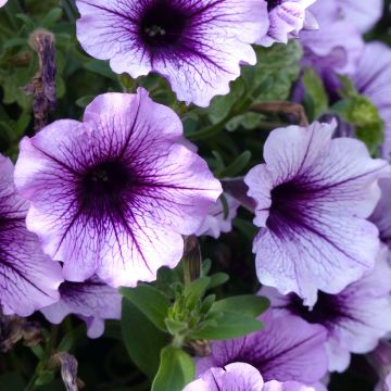 Supertunia Bordeaux Petunia