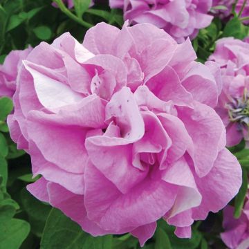 Surfinia Double Lilac Petunia