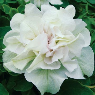 Petunia Tumbelina Diana Double White