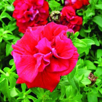 Petunia Surfinia Double Red