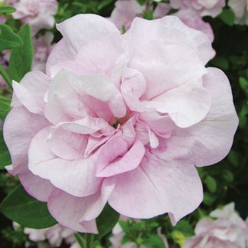 Petunia Conchita Doble Lavender