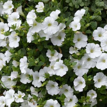 Petunia Surfinia Snow