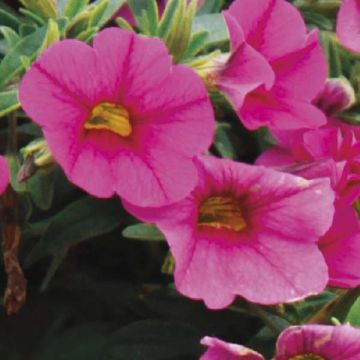 Calibrachoa hybrida Million Bells Trailing Fuchsia - Trailing Petunia