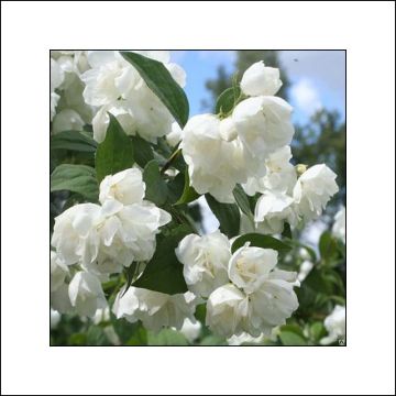 Philadelphus  virginalis Albâtre - Mock Orange