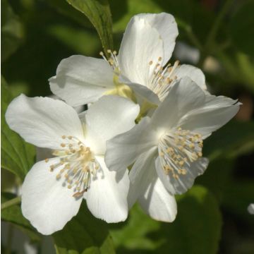 Philadelphus coronarius - Mock Orange