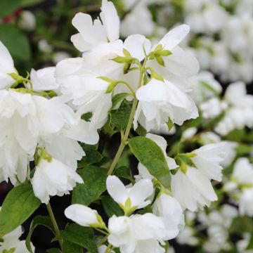 Philadelphus Little White Love - Mock Orange