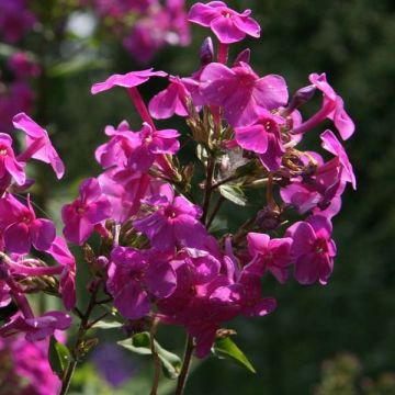 Phlox paniculata Edens Glow