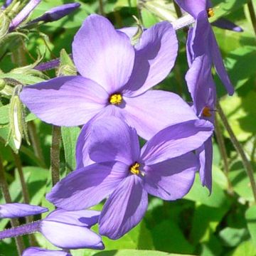 Phlox stolonifera Blue Ridge