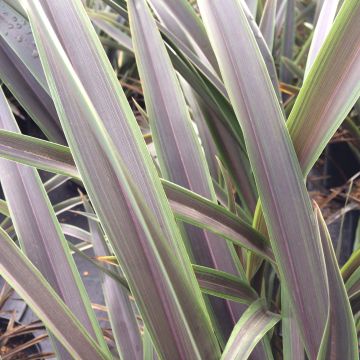 Phormium tenaChocomint - New Zealand Flax