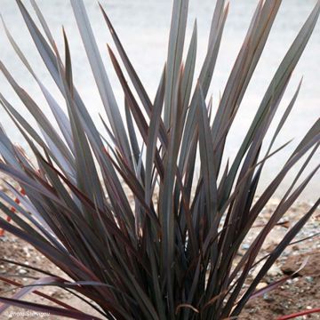Phormium tenax Dark Delight - New Zealand Flax