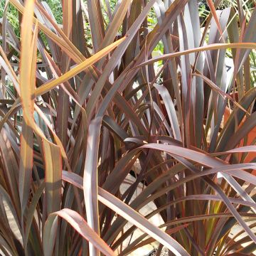 Phormium tenax Purpureum - New Zealand Flax
