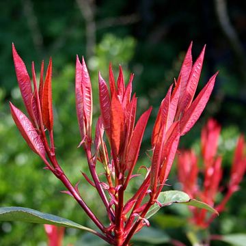 Photinia fraseri Red Robin - Christmas Berry