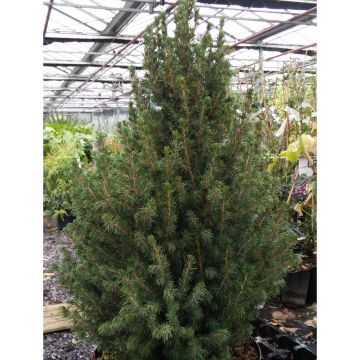 Picea glauca December - White Spruce