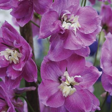 Delphinium Strawberry Fair