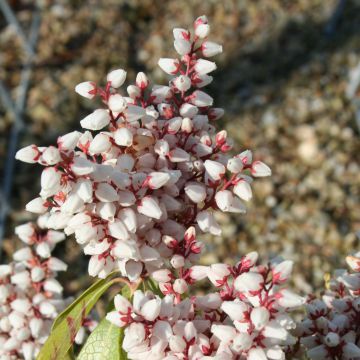 Pieris japonica Bonfire - Japanese Andromeda