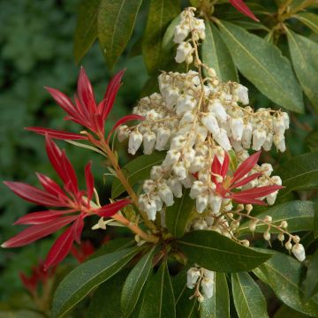 Japanese Andromeda - Pieris japonica Forest Flame