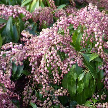 Pieris japonica Katsura