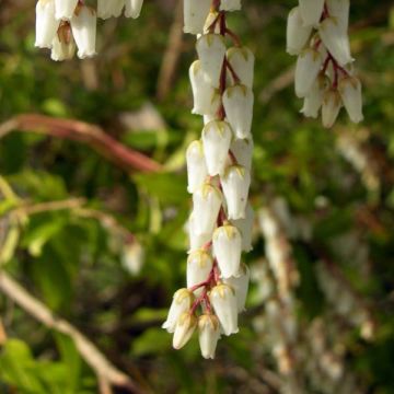 Pieris japonica Mountain Fire - Japanese Andromeda