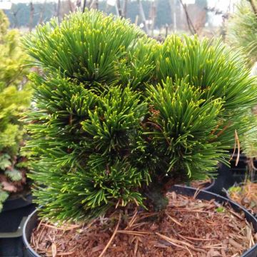 Pinus heldreichii Smidtii - Bosnian Pine