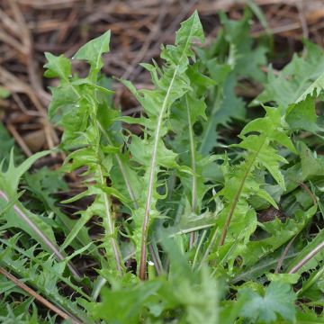 Coeur Plein Dandelion - Ferme de Sainte Marthe seeds