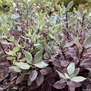 Pittosporum tenuifolium Bannow Bay - Kohuhu