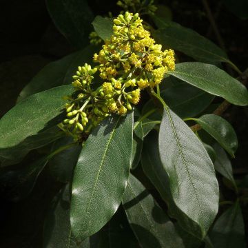 Pittosporum daphniphylloides