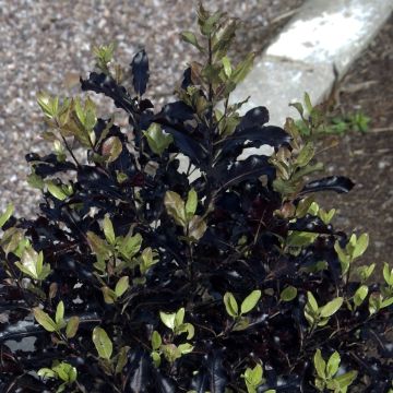 Pittosporum tenuifolium Dark Diva Hutdiv - Kohuhu