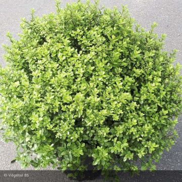 Pittosporum tenuifolium Midget - Kohuhu