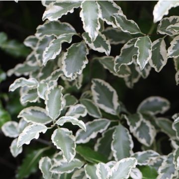 Pittosporum tenuifolium Elisabeth - Kohuhu