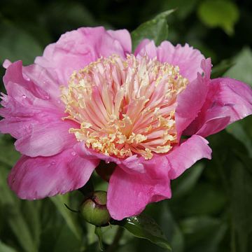 Paeonia lactiflora Doreen