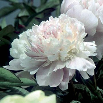 Paeonia lactiflora Peach Blossom