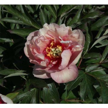 Paeonia Itoh Canary Brilliant - Itoh Peony