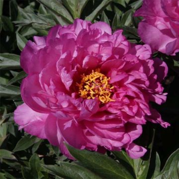 Paeonia Itoh First Arrival