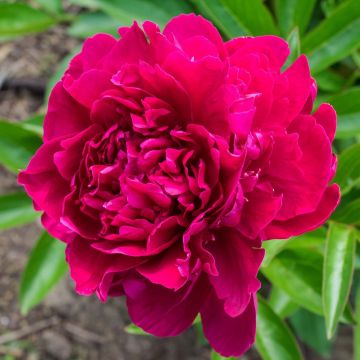 Paeonia lactiflora Louis van Houtte