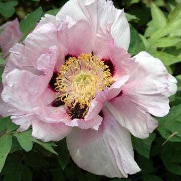 Pivoine suffruticosa Lilac