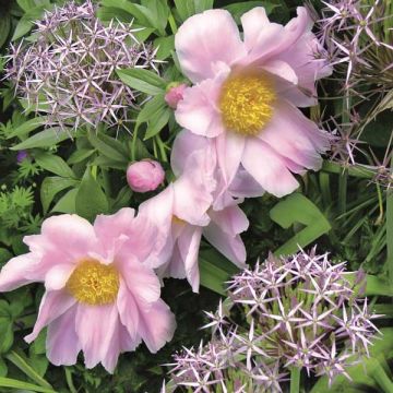 Paeonia lactiflora Nymphe